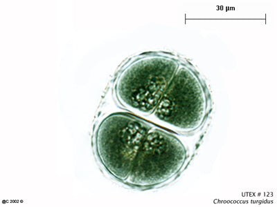 UTEX LB 123 Chroococcus turgidus | UTEX Culture Collection of Algae