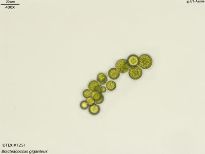 UTEX 1251 Bracteacoccus giganteus | UTEX Culture Collection of Algae