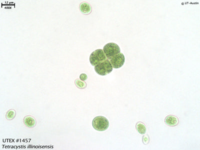 UTEX 1457 Tetracystis illinoisensis | UTEX Culture