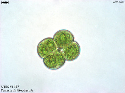 UTEX 1457 Tetracystis illinoisensis | UTEX Culture Collection of Algae