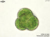 UTEX 1460 Tetracystis pampae | UTEX Culture Collection of Algae