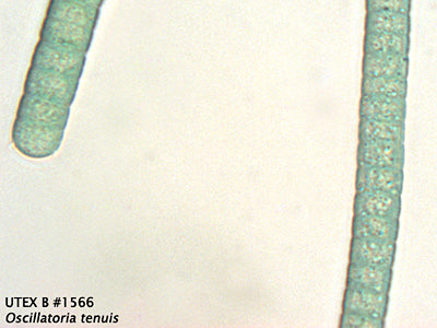 UTEX B 1566 Oscillatoria tenuis | UTEX Culture Collection of Algae