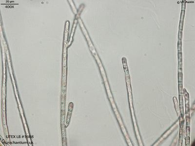 UTEX LB 1608 Acrochaetium sp | UTEX Culture Collection of Algae