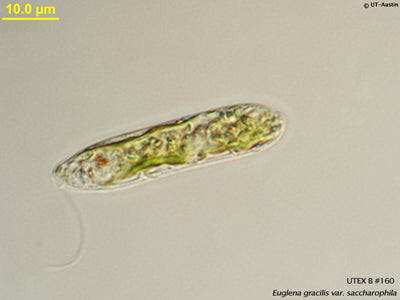 UTEX 160 Euglena gracilis var. saccharophila | UTEX Culture Collection of Algae
