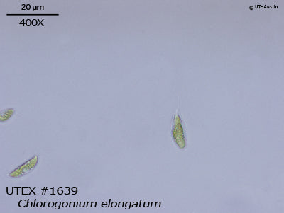UTEX 1639 Chlorogonium elongatum | UTEX Culture Collection of Algae