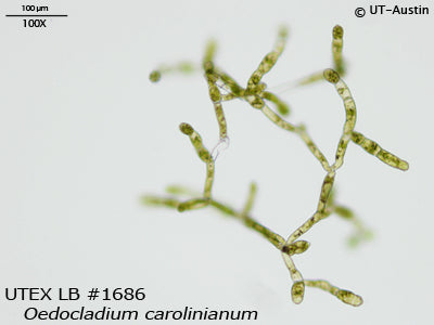 UTEX LB 1686 Oedocladium carolinianum | UTEX Culture Collection of Algae