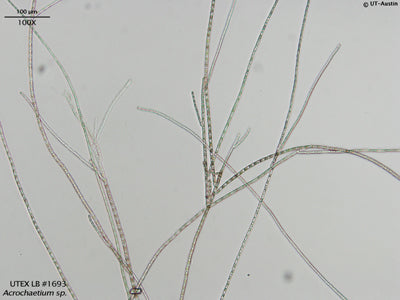 UTEX LB 1693 Acrochaetium sp. | UTEX Culture Collection of Algae