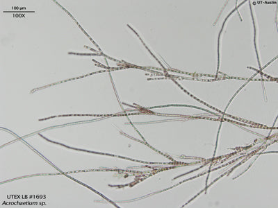 UTEX LB 1693 Acrochaetium sp. | UTEX Culture Collection of Algae