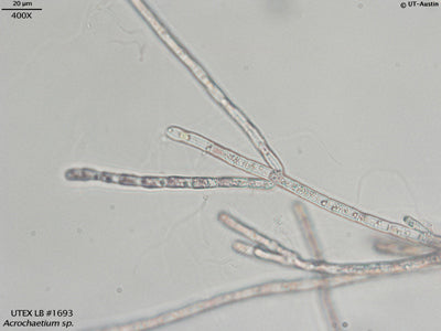 UTEX LB 1693 Acrochaetium sp. | UTEX Culture Collection of Algae