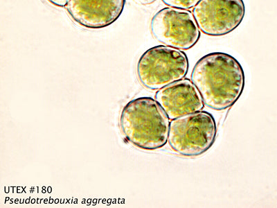UTEX 180 Pseudotrebouxia aggregata | UTEX Culture Collection of Algae