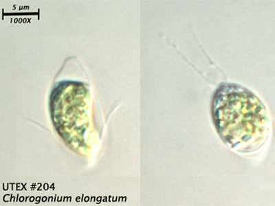 UTEX 204 Chlorogonium elongatum | UTEX Culture Collection of Algae