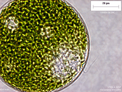 UTEX LB 2237 Vacuolaria virescens | UTEX Culture Collection of Algae