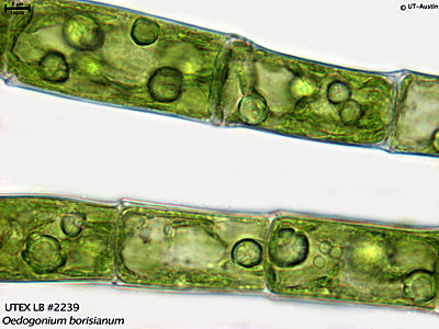 UTEX LB 2239 Oedogonium borisianum | UTEX Culture Collection of Algae