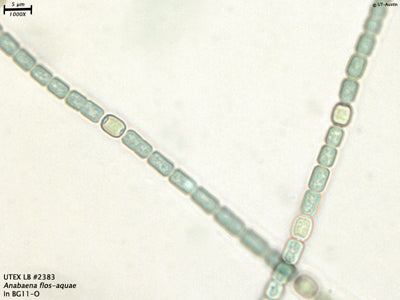 UTEX LB 2383 Anabaena flos-aquae | UTEX Culture Collection of Algae