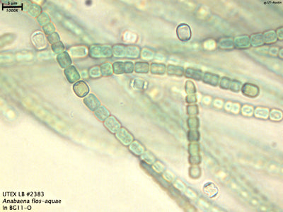UTEX LB 2383 Anabaena flos-aquae | UTEX Culture Collection of Algae