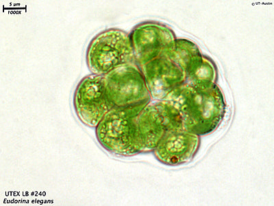 UTEX LB 240 Eudorina elegans | UTEX Culture Collection of Algae