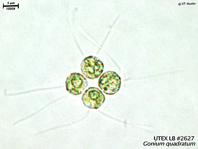 UTEX LB 2627 Gonium quadratum | UTEX Culture Collection of Algae