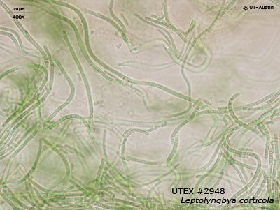 UTEX B 2948 Leptolyngbya corticola | UTEX Culture Collection of Algae
