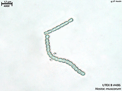 UTEX B 486 Nostoc muscorum | UTEX Culture Collection of Algae