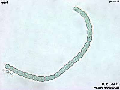 UTEX B 486 Nostoc muscorum | UTEX Culture Collection of Algae