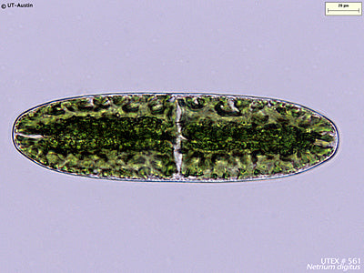 UTEX LB 561 Netrium digitus | UTEX Culture Collection of Algae