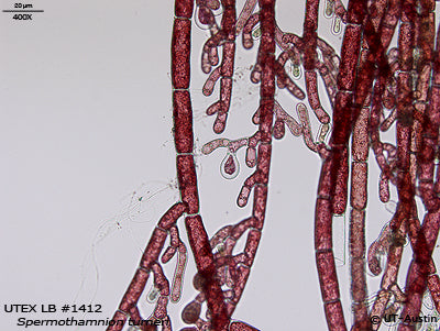 UTEX LB 1412 Spermothamnion turneri | UTEX Culture Collection of Algae