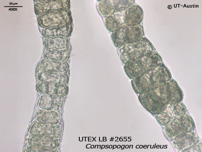 UTEX LB 2655 Compsopogon coeruleus | UTEX Culture Collection of Algae