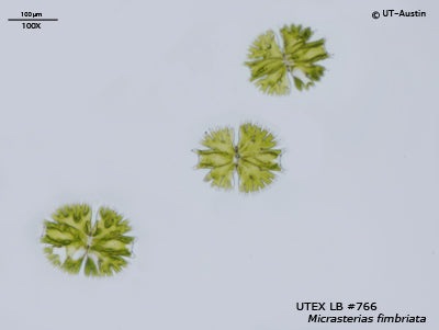 UTEX LB 766 Micrasterias fimbriata | UTEX Culture Collection of Algae