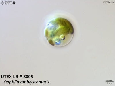 UTEX LB 3005 Oophila amblystomatis | UTEX Culture Collection of Algae