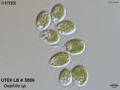 UTEX LB 3006 Oophila sp. | UTEX Culture Collection of Algae