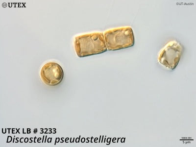 UTEX LB 3233 Discostella pseudostelligera | UTEX Culture Collection of Algae
