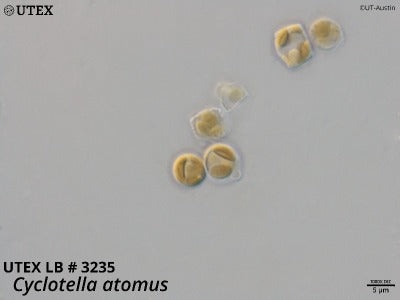 UTEX LB 3235 Cyclotella atomus | UTEX Culture Collection of Algae