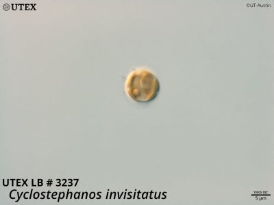 UTEX LB 3237 Cyclostephanos invisitatus | UTEX Culture Collection of Algae