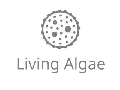 UTEX LB 3226 Prymnesium parvum | UTEX Culture Collection of Algae