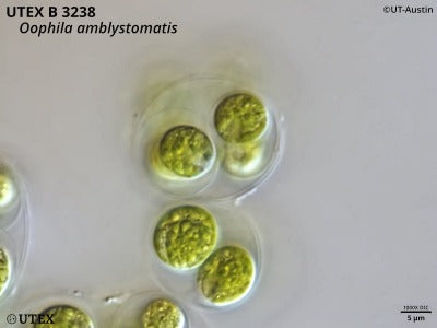 Gelatinous envelope surrounding multiple cells | UTEX B 3238 Oophila amblystomatis | UTEX Culture Collection of Algae