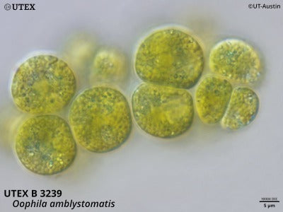 UTEX B 3239 Oophila amblystomatis | UTEX Culture Collection of Algae