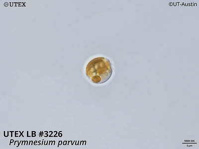 UTEX LB 3226 Prymnesium parvum | 1000X DIC Micrograph | UTEX Culture Collection of Algae
