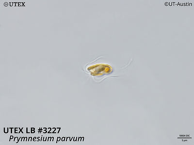UTEX LB 3227 Prymnesium parvum | 1000X DIC Micrograph | UTEX Culture Collection of Algae