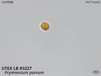 UTEX LB 3227 Prymnesium parvum | 1000X DIC Micrograph | UTEX Culture Collection of Algae