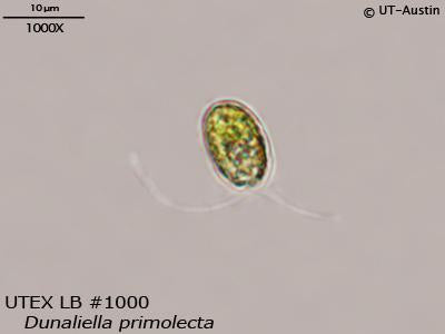 UTEX LB 1000 Dunaliella primolecta | UTEX Culture Collection of Algae