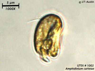 UTEX LB 1002 Amphidinium carterae | UTEX Culture Collection of Algae