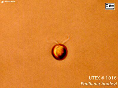 UTEX LB 1016 Emiliania huxleyi | UTEX Culture Collection of Algae