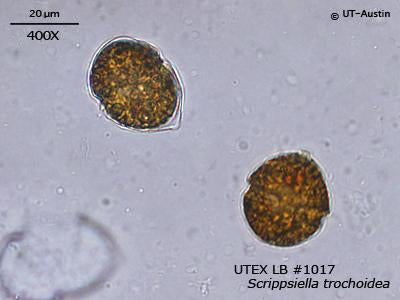 <strong>UTEX LB 1017</strong> <br><i>Scrippsiella trochoidea</i>