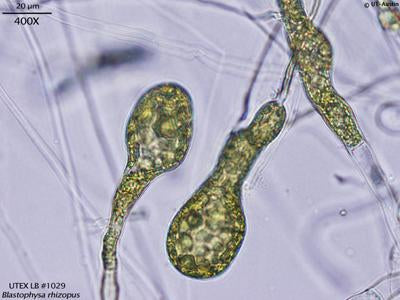 UTEX LB 1029 Blastophysa rhizopus | UTEX Culture Collection of Algae