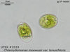 UTEX 1033 Chlamydomonas moewusii var. tenuichloris | UTEX Culture Collection of Algae