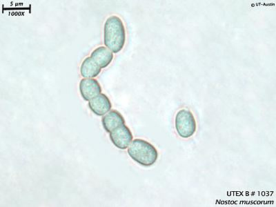 UTEX 1037 Nostoc muscorum | UTEX Culture Collection of Algae