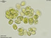 UTEX 1061 Chlamydomonas smithii | UTEX Culture Collection of Algae