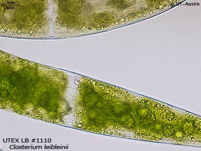 UTEX LB 1110 Closterium leibleinii | UTEX Culture Collection of Algae