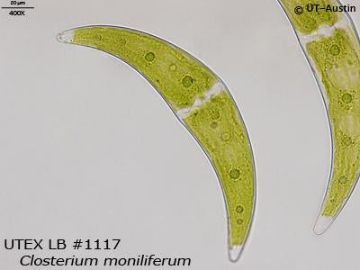 UTEX LB 1117 Closterium moniliferum | UTEX Culture Collection of Algae