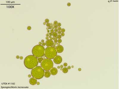 UTEX 1182 Spongiochloris incrassata | UTEX Culture Collection of Algae